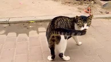 猫咪狸猫街头束缚的猫咪视频的预览图